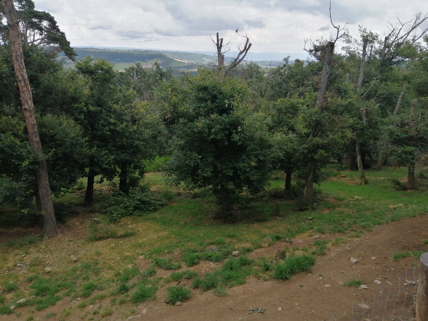Second dholes exhibit