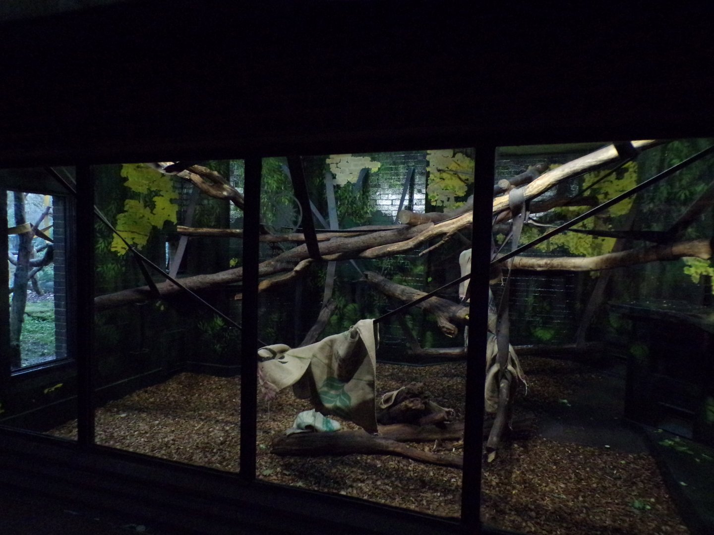 Second Diana monkey indoors 11.2.25