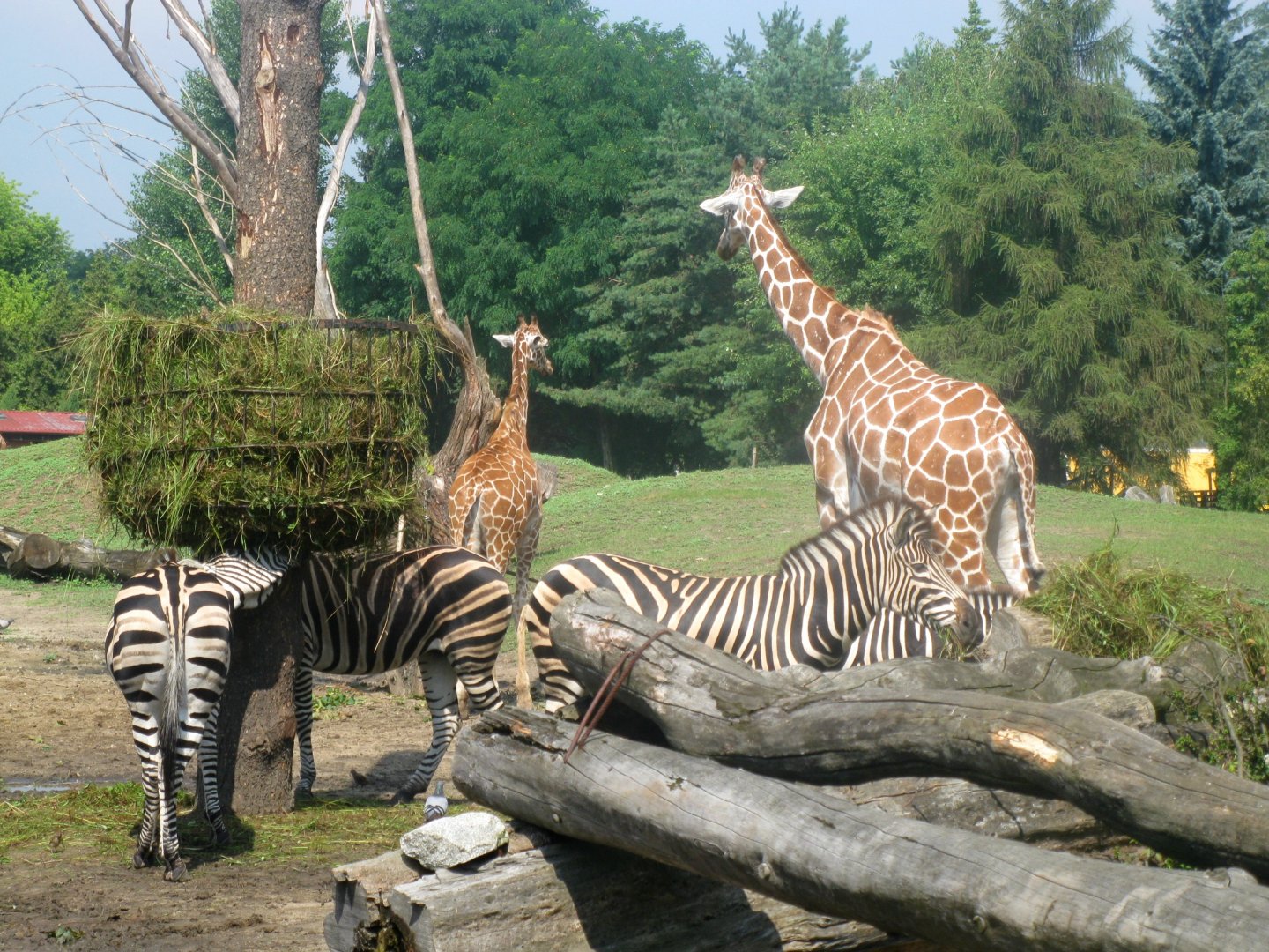 Second dish on the Wroclaw Zoo Savanna - 08.2013