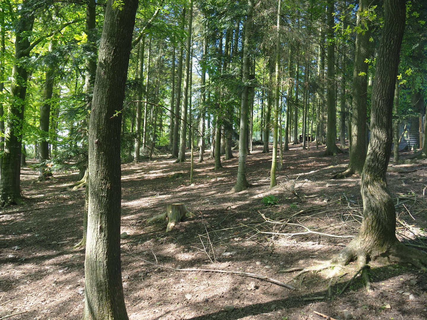 Second Domestic reindeer paddock, 2021-05-29