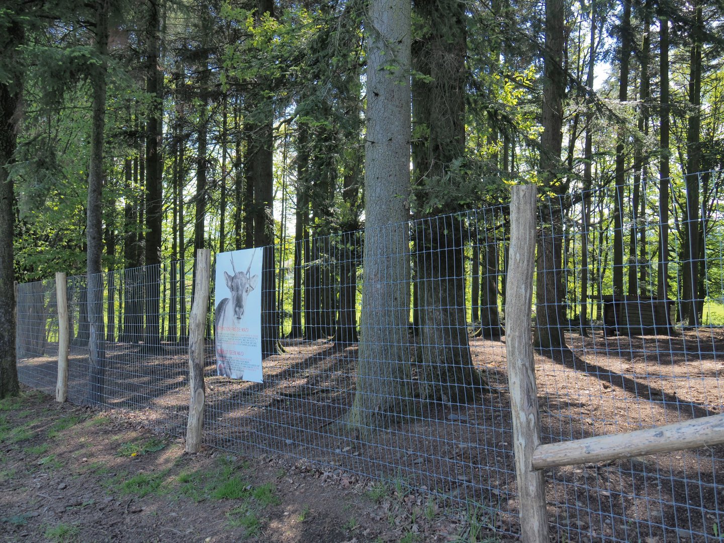 Second Domestic reindeer paddock, 2021-05-29