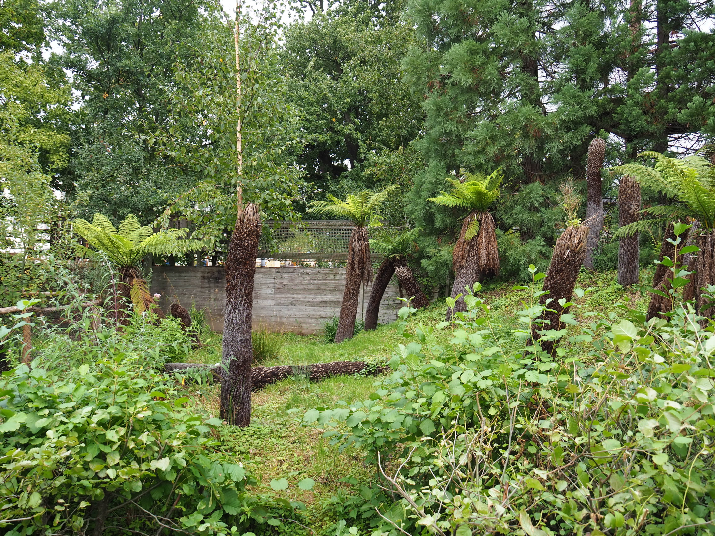 Second Double-wattled cassowary exhibit, 2019-10-04