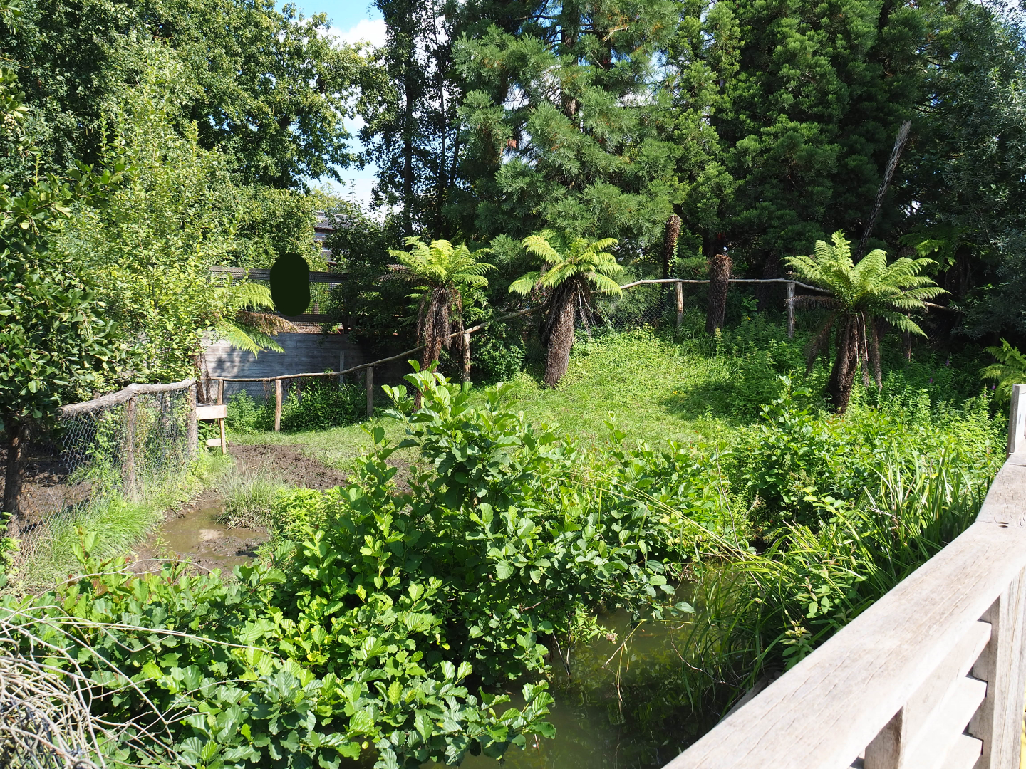 Second Double-wattled cassowary exhibit, 2020-09-02