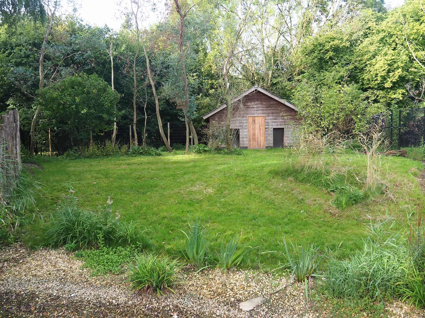 Second Double-wattled cassowary exhibit, 2023-09-19