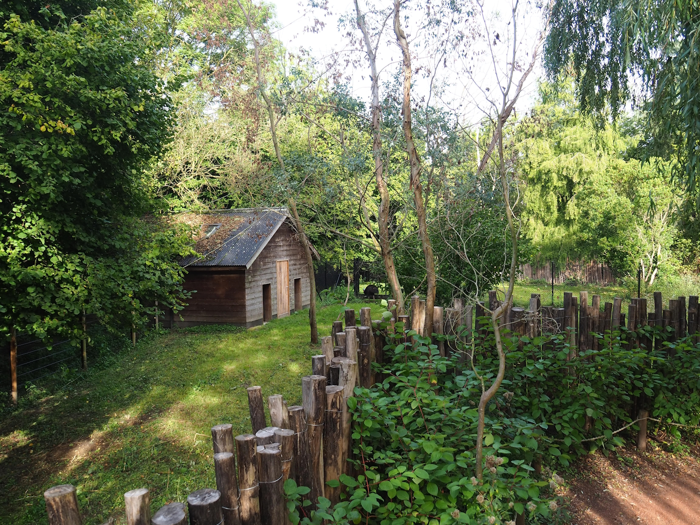 Second Double-wattled cassowary exhibit, 2023-09-19