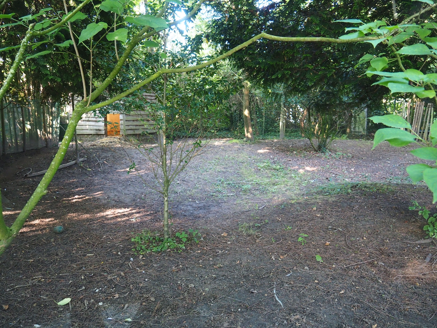 Second double-wattled cassowary exhibit (Sep 2nd, 2018)
