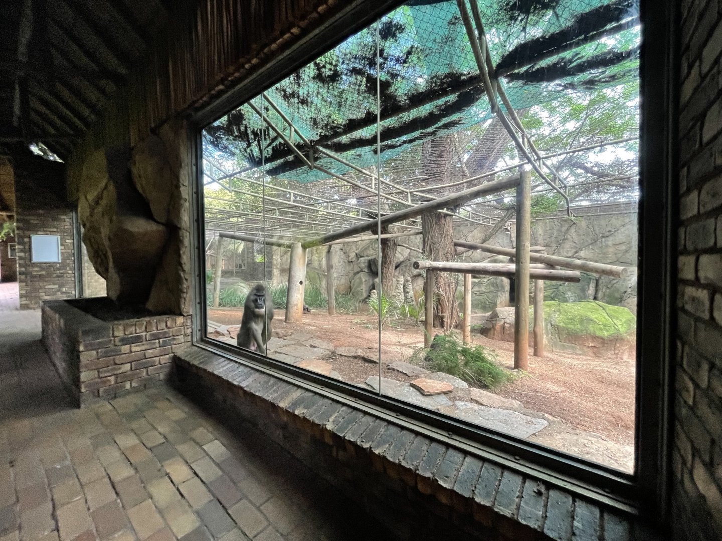 Second Drill Enclosure (Mandrillus leucophaeus)