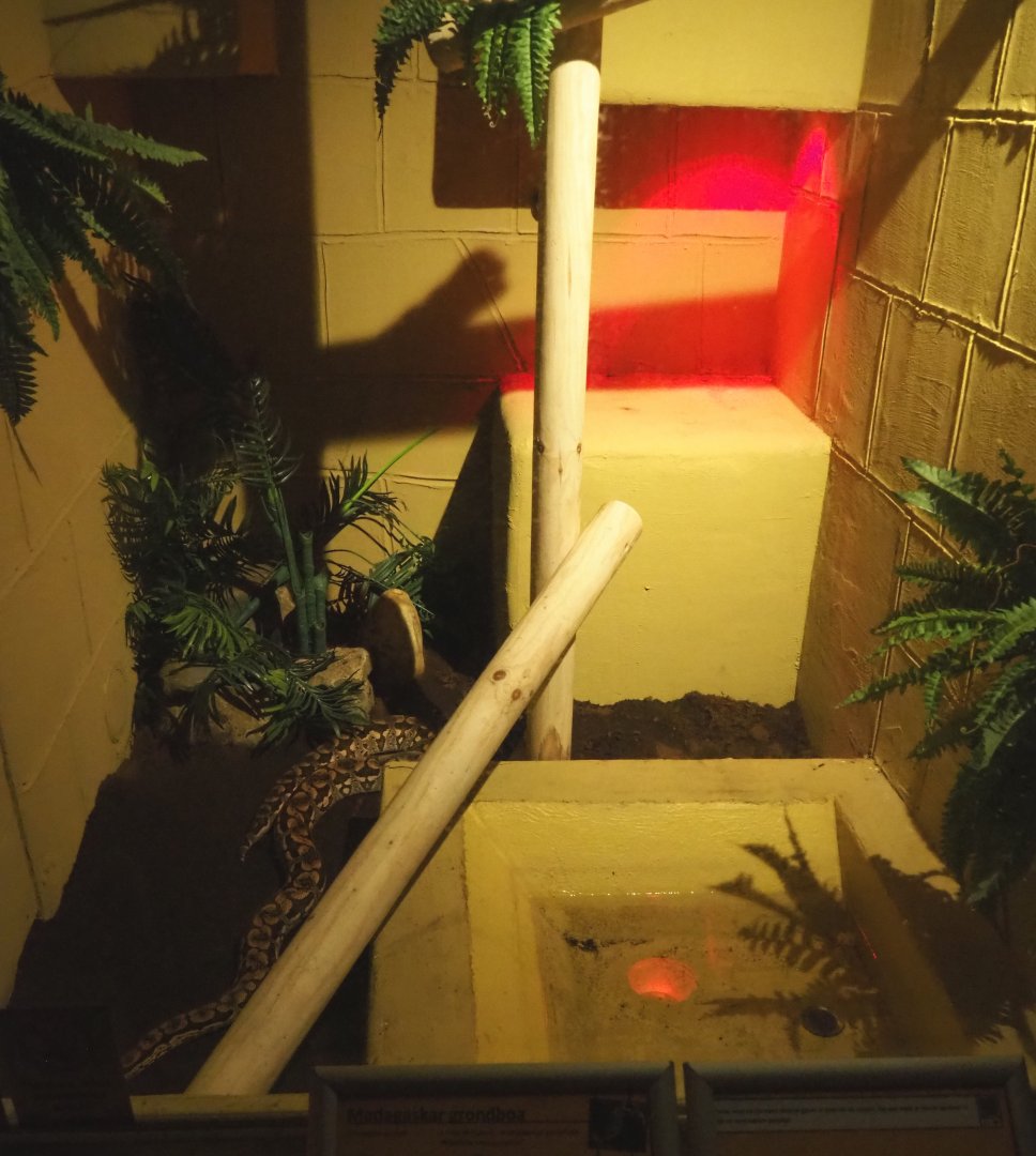 Second Dumeril's boa terrarium, 2020-09-12