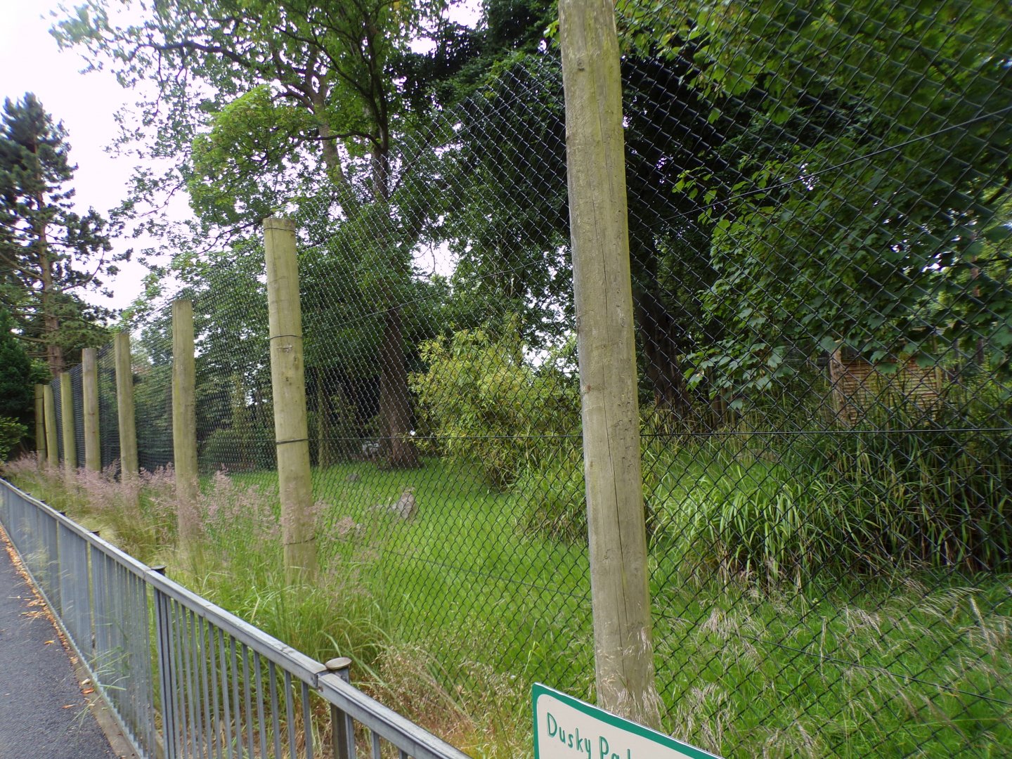 Second dusky pademelon enclosure 29.6.24