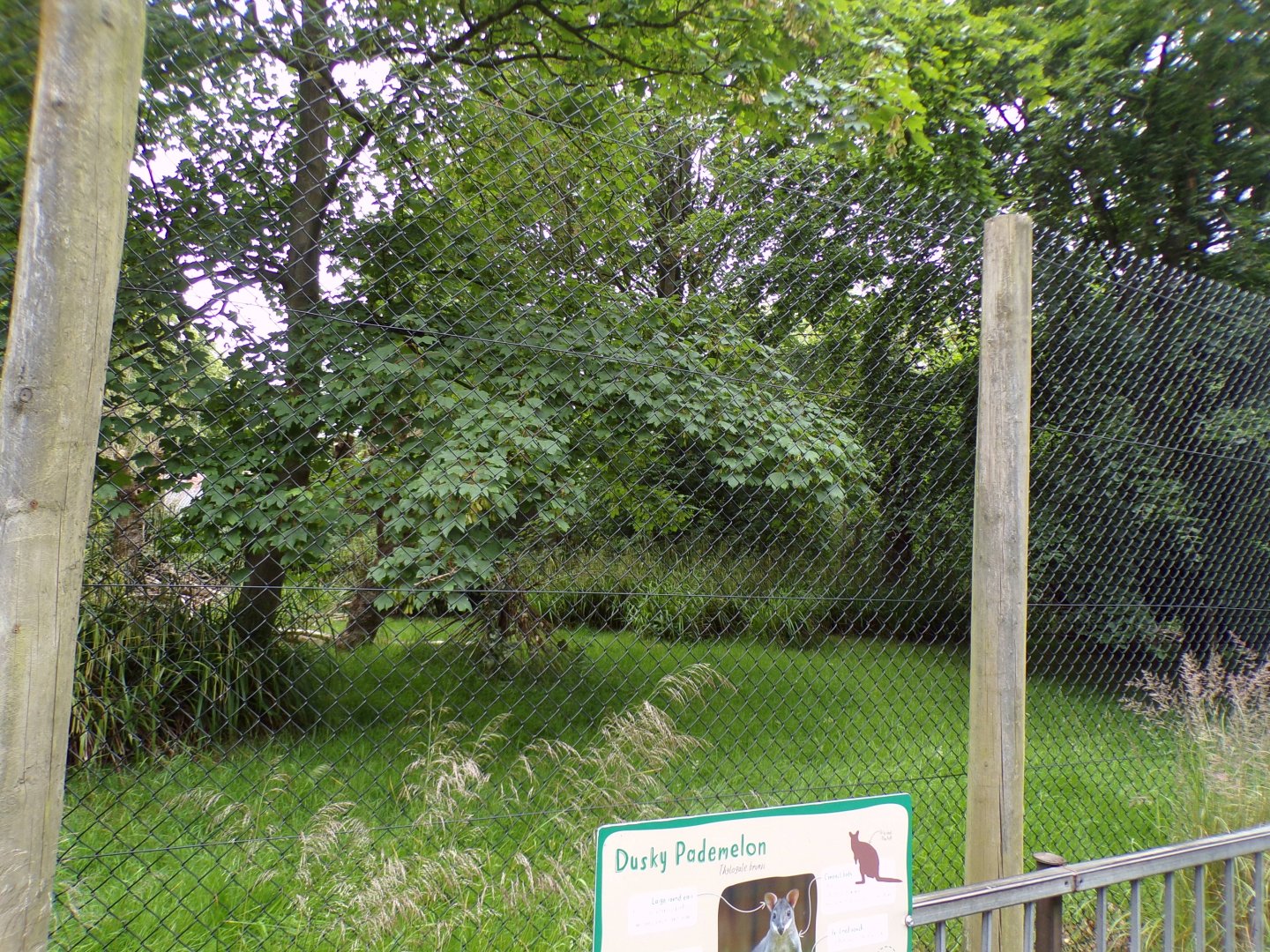 Second Dusky pademelon enclosure  29.6.24