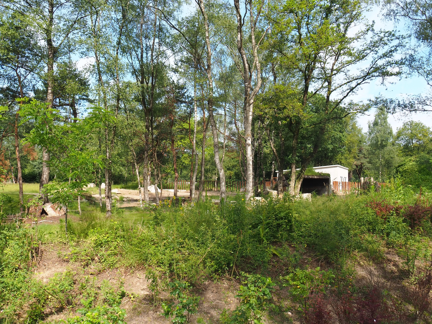 Second Eastern black rhinoceros exhibit, 2022-06-12