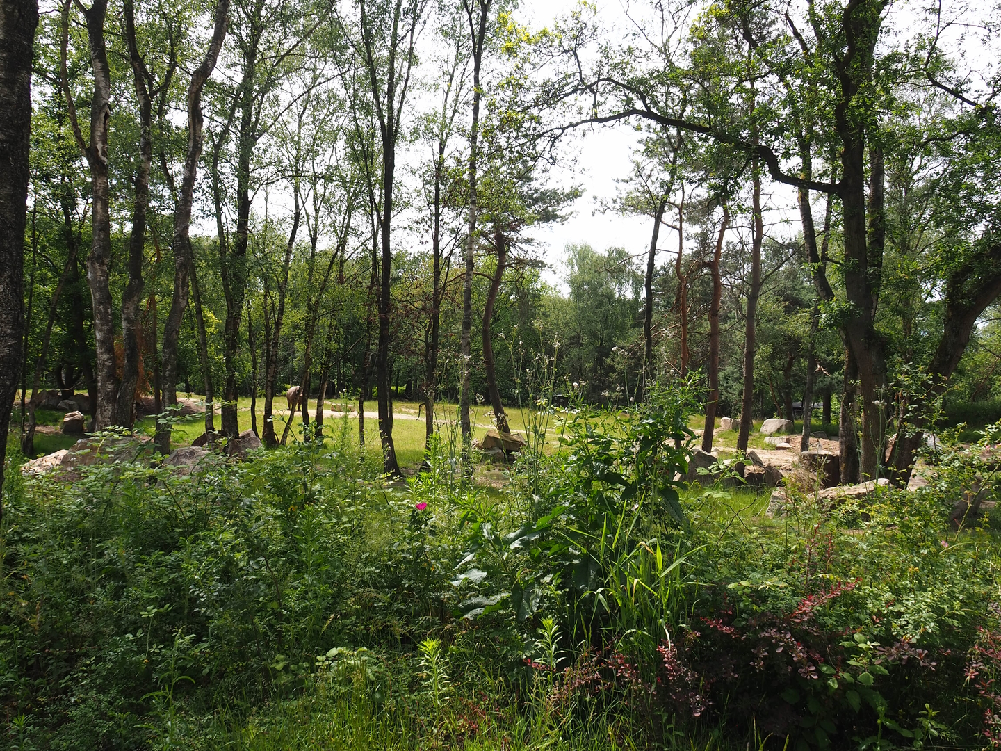 Second Eastern black rhinoceros exhibit, 2022-06-12