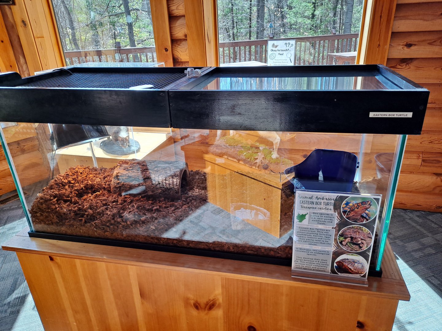 Second Eastern Box Turtle exhibit (Pine River Nature Center, Goodells, MI, 4/16/25)