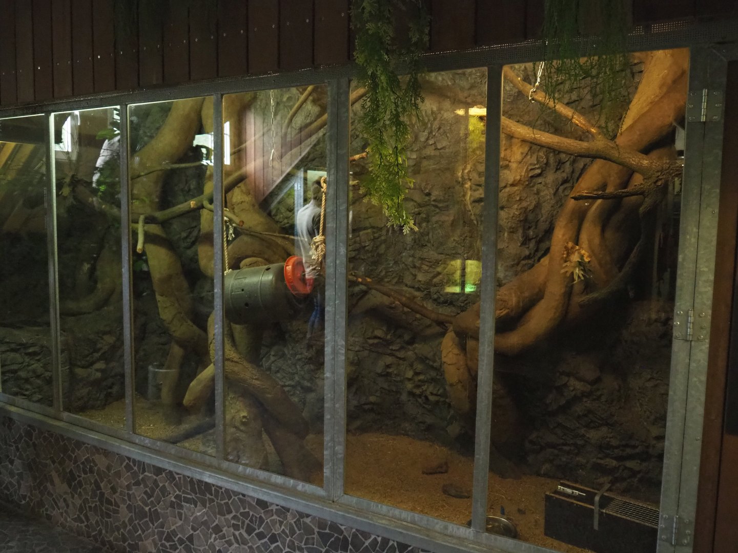 Second Eastern ring-tailed vontsira exhibit, 2022-05-17