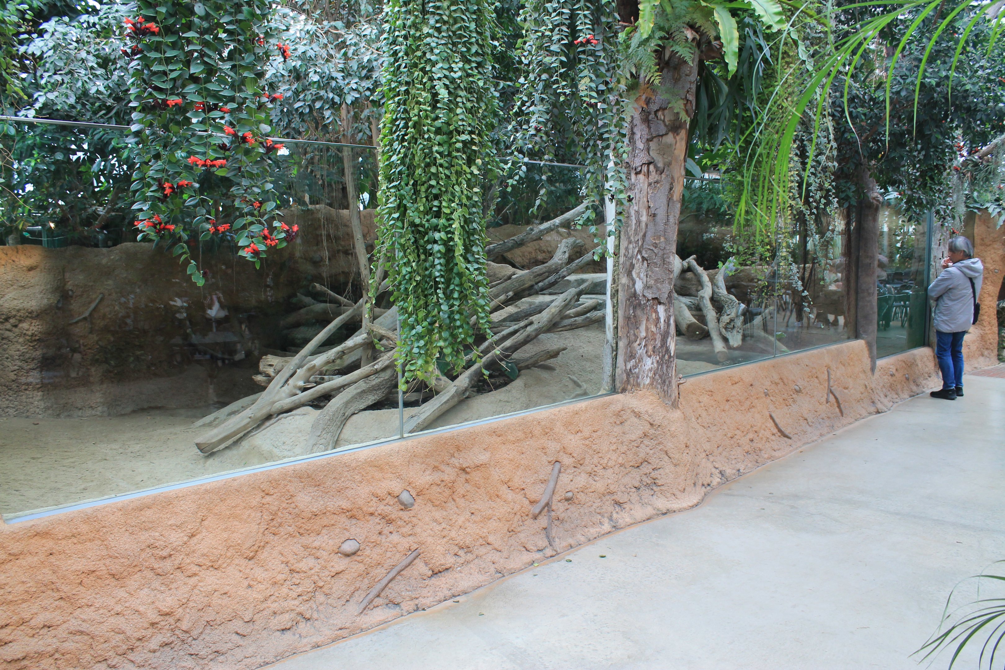 Second enclosure for Pigmy Hippopotamus