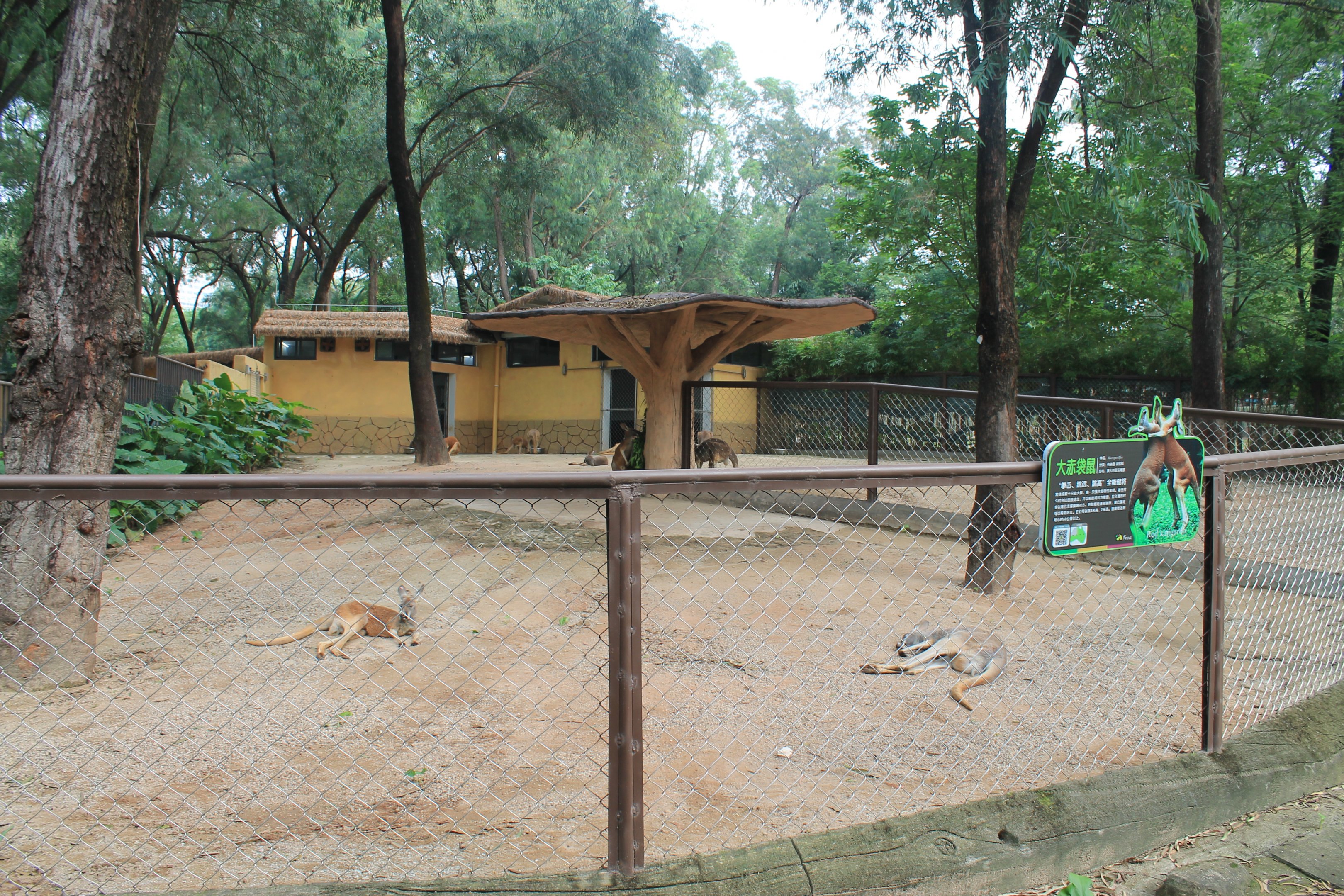 second enclosure for Red Kangaroos (Osphranter rufus)