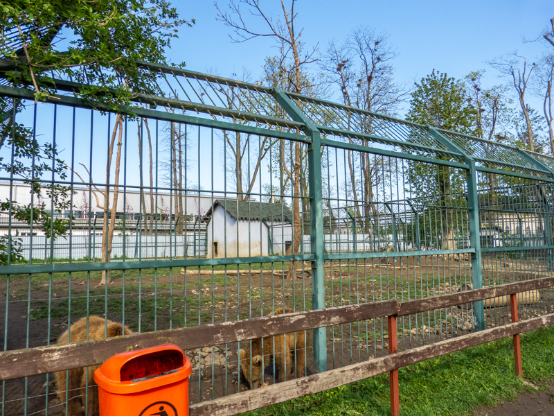 Second enclosure of Brown bears - kids