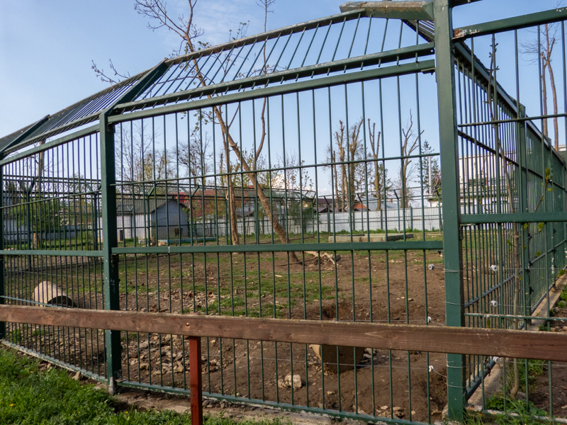 Second enclosure of Brown bears - kids