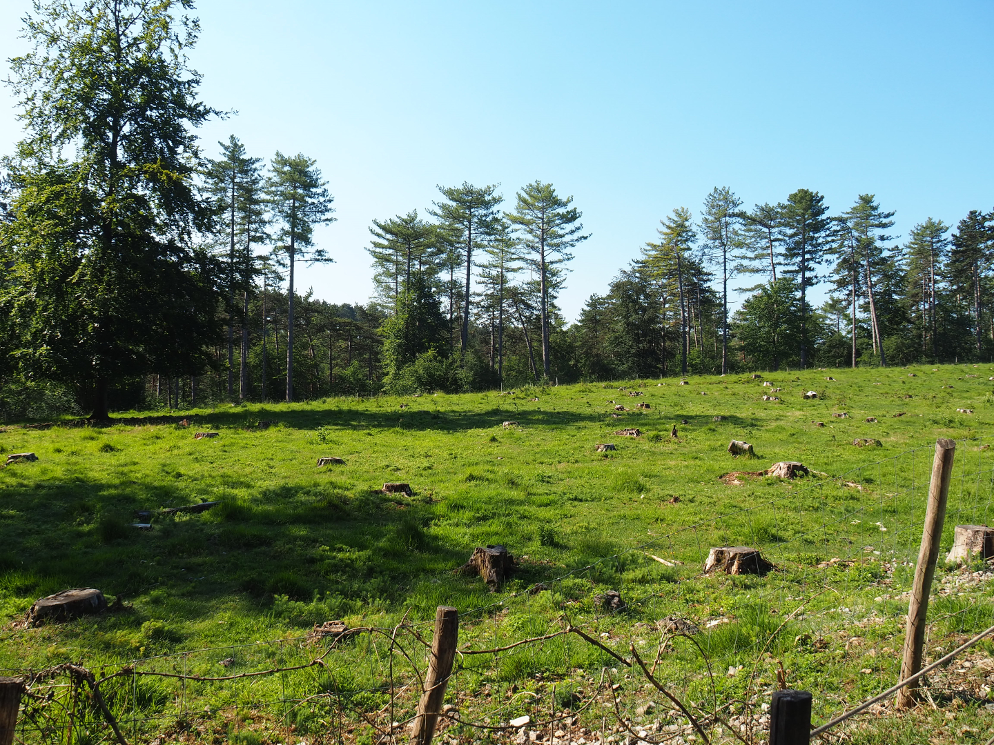 Second Eurasian forest reindeer paddock, 2020-07-12