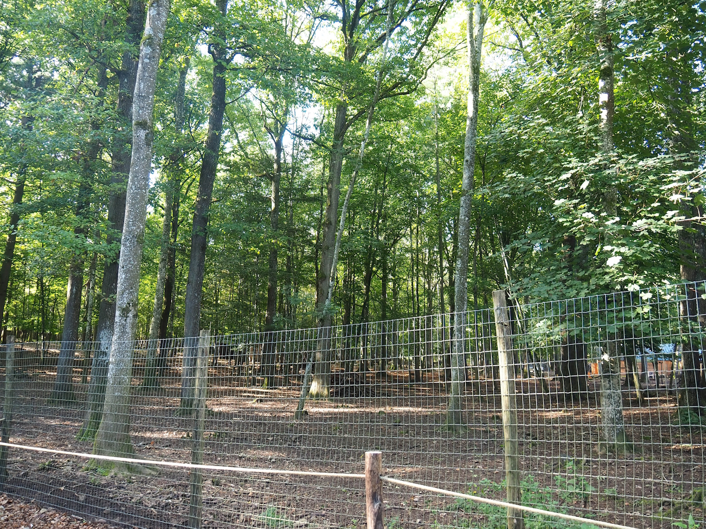 Second Eurasian forest reindeer paddock, 2023-09-26