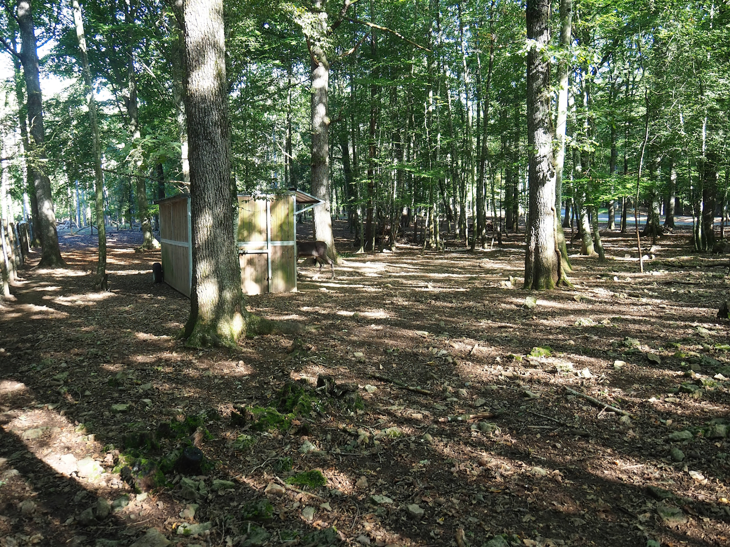 Second Eurasian forest reindeer paddock, 2023-09-26