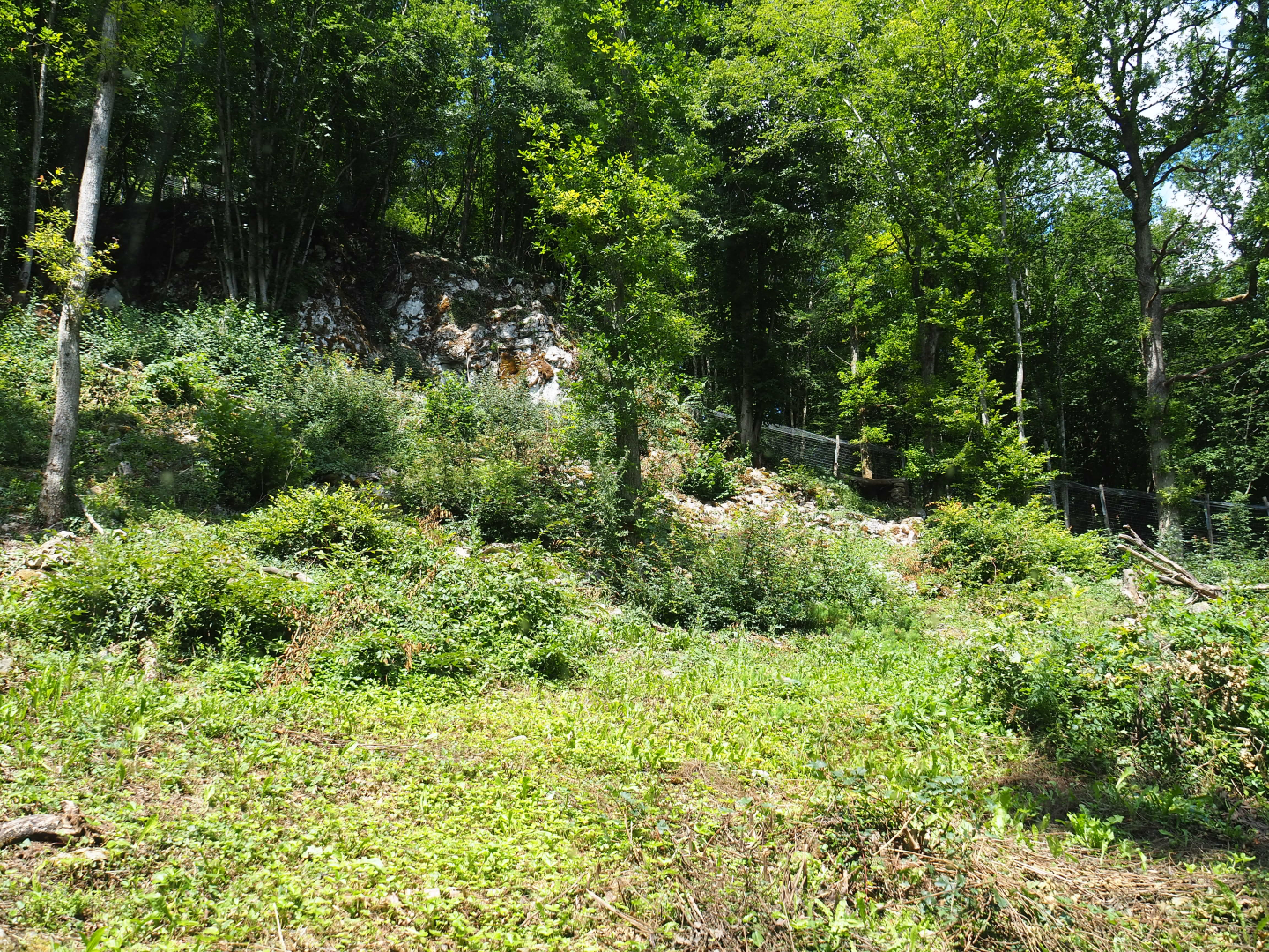 Second Eurasian lynx exhibit, 2020-07-12