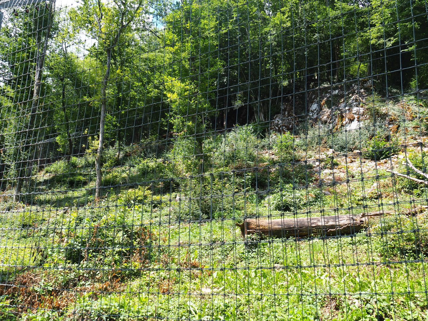 Second Eurasian lynx exhibit, 2020-07-12