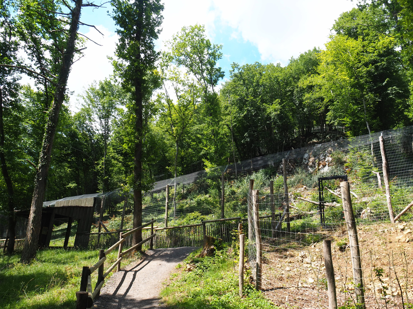 Second Eurasian lynx exhibit, 2020-07-12