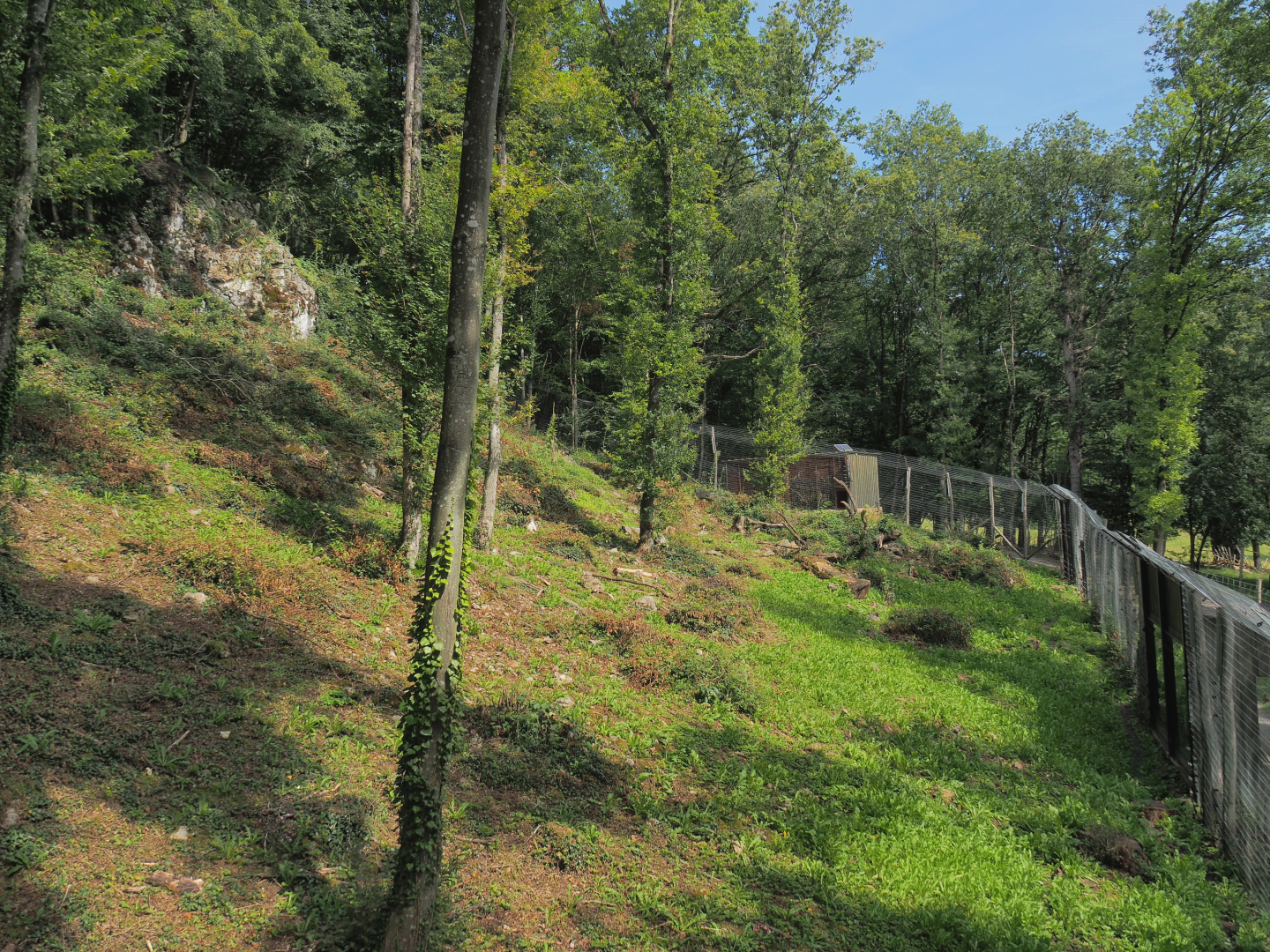 Second Eurasian lynx exhibit, 2021-08-15