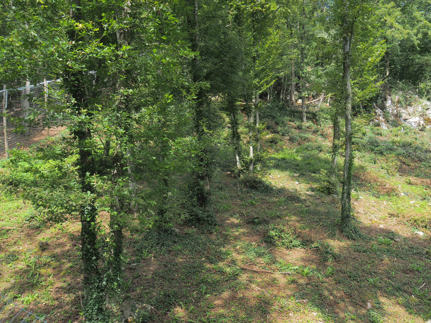 Second Eurasian lynx exhibit, 2021-08-15