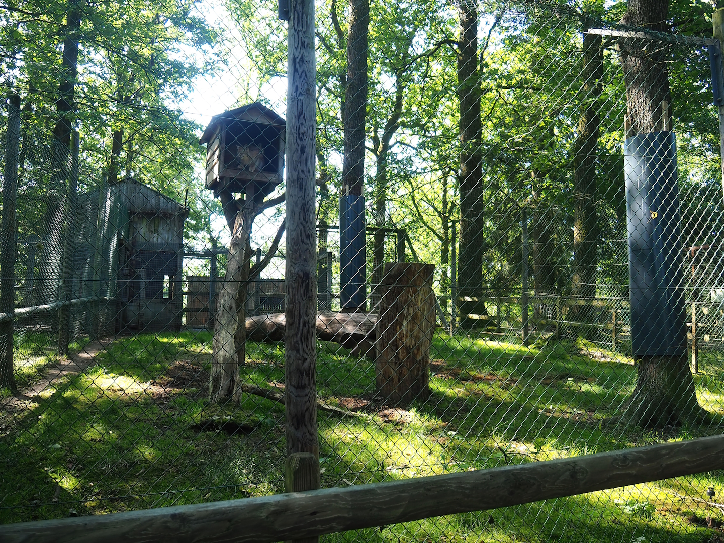 Second Eurasian lynx exhibit, 2023-06-24