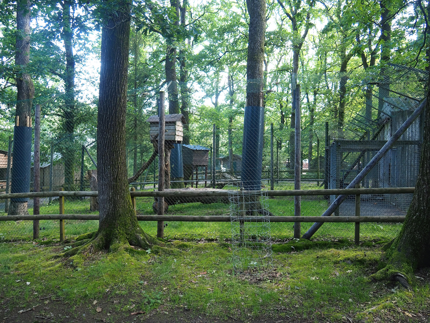 Second Eurasian lynx exhibit, 2023-06-24