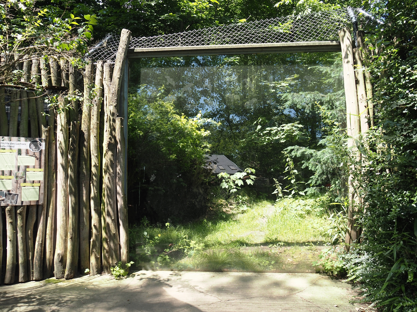 Second Eurasian lynx exhibit, 2024-06-08