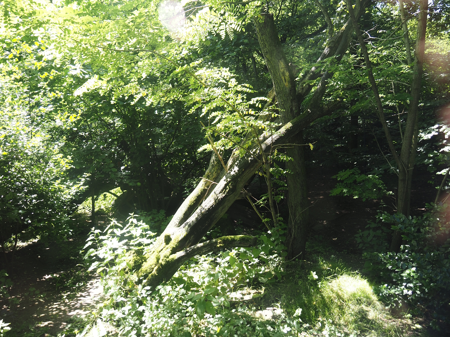 Second Eurasian lynx exhibit, 2024-06-08