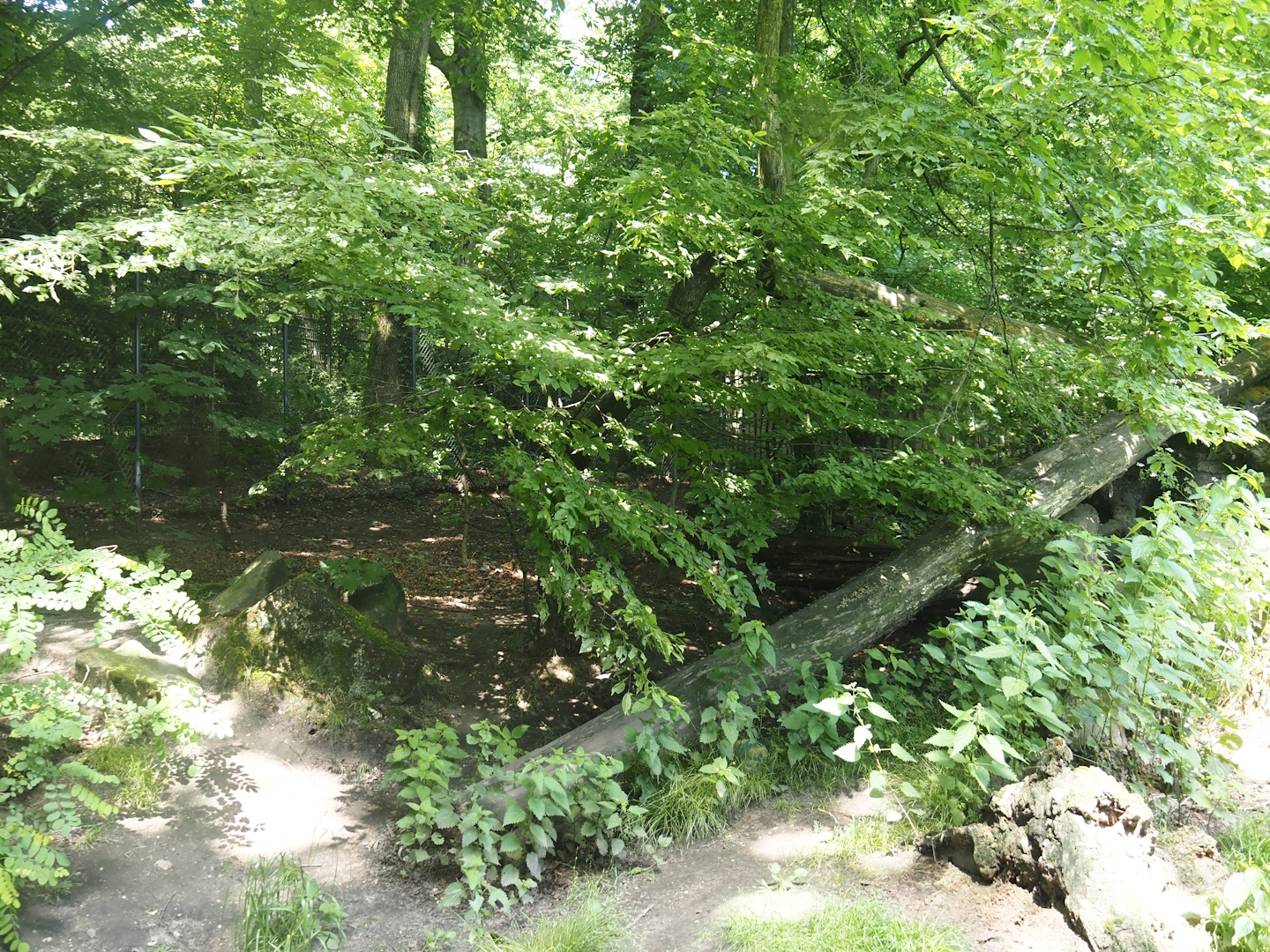 Second Eurasian lynx exhibit, 2024-06-08