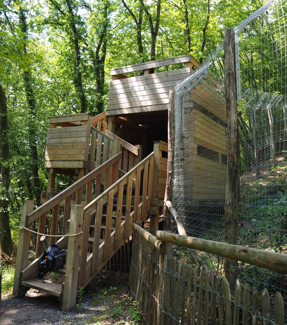 Second Eurasian lynx viewing tower, 2020-07-12