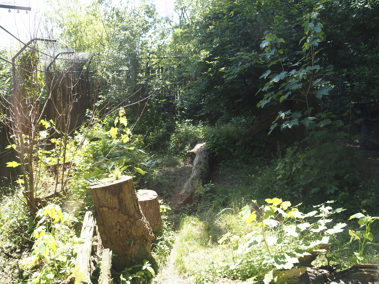 Second European wildcat exhibit, 2024-06-08