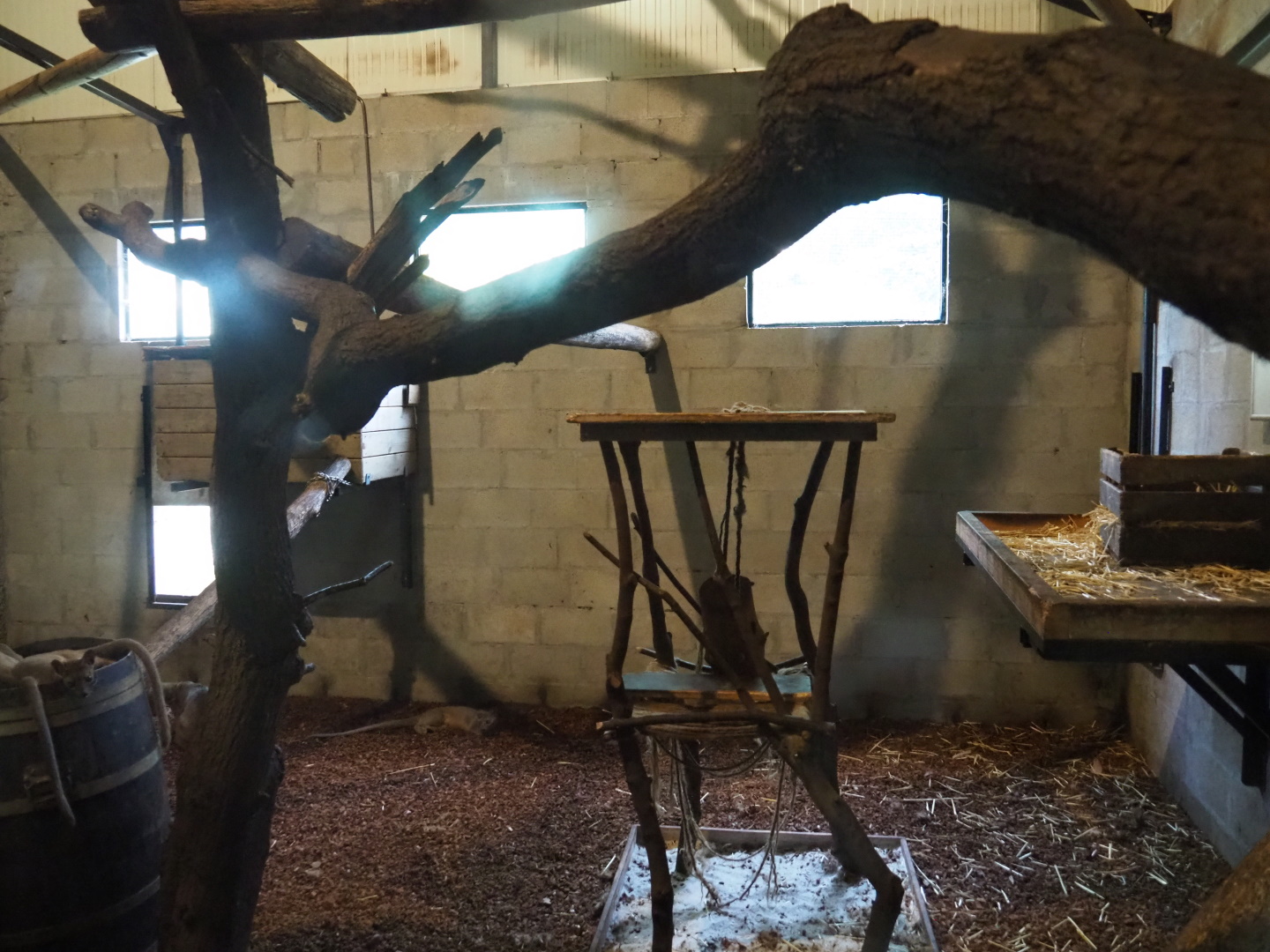 Second fossa indoor exhibit, 2021-06-15