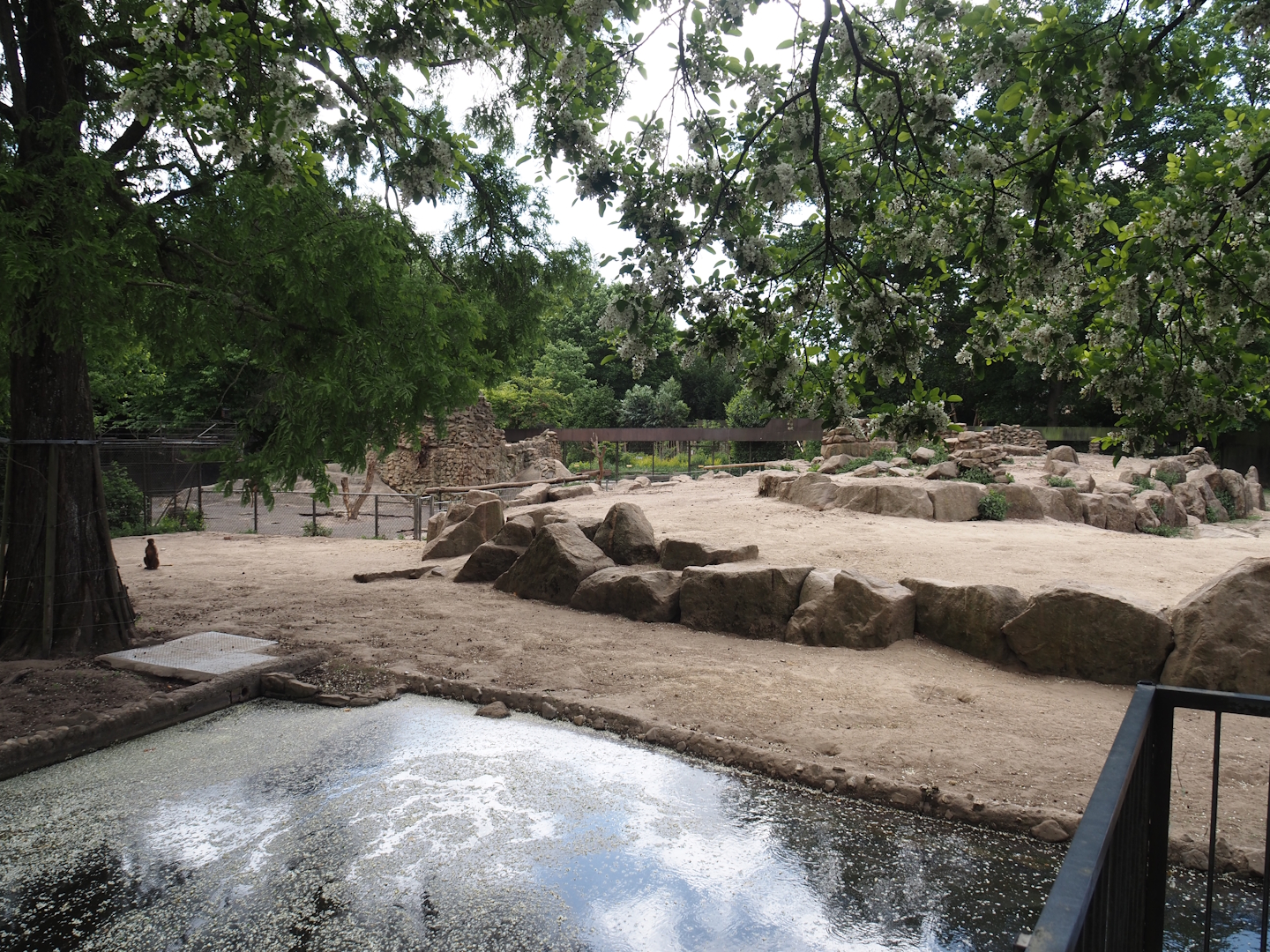 Second Gelada exhibit, 2025-05-22