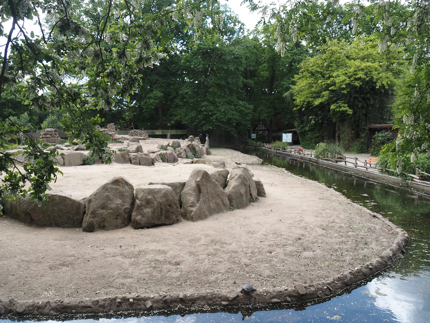Second Gelada exhibit, 2025-05-22