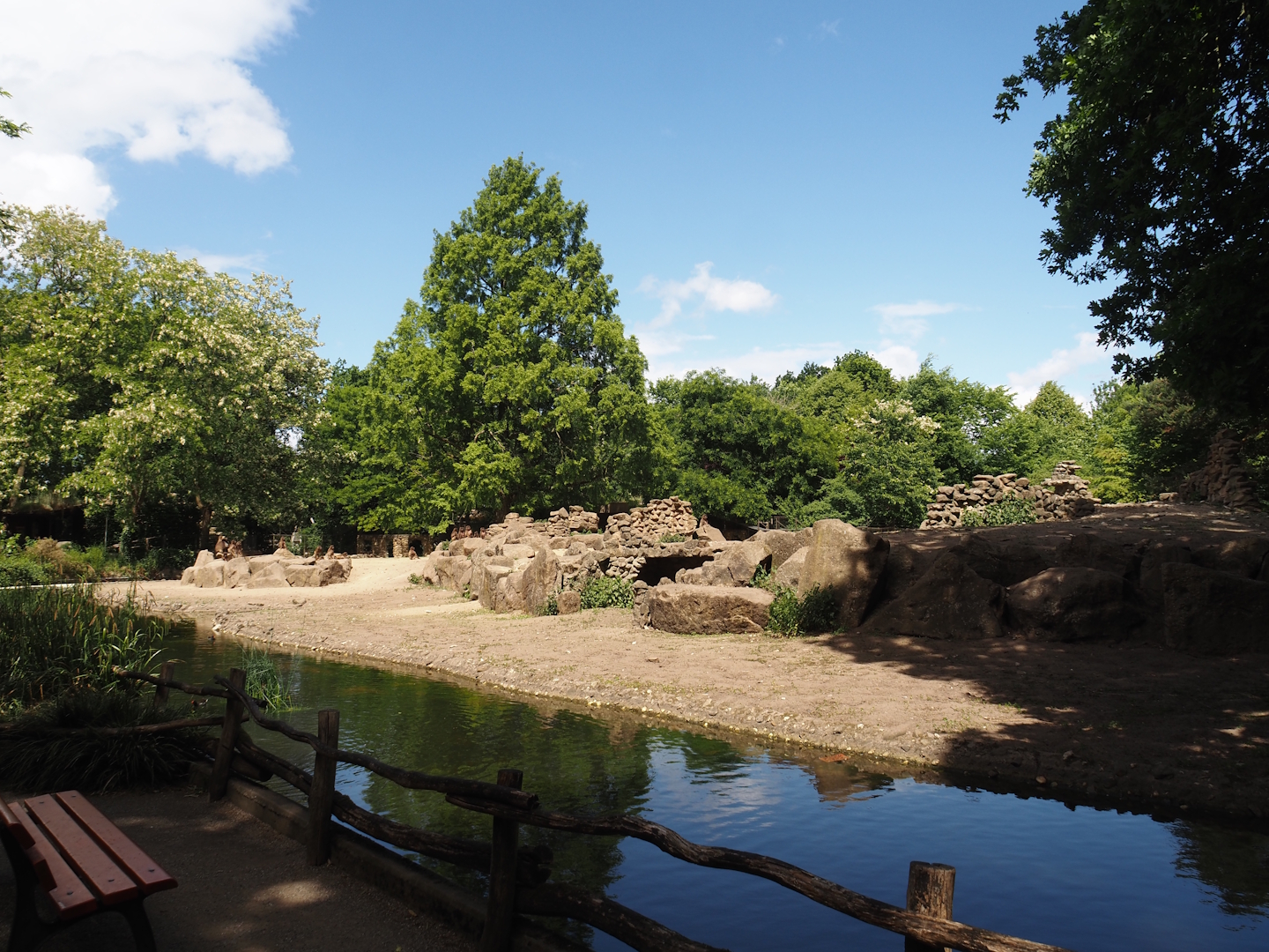 Second Gelada exhibit, 2025-05-22