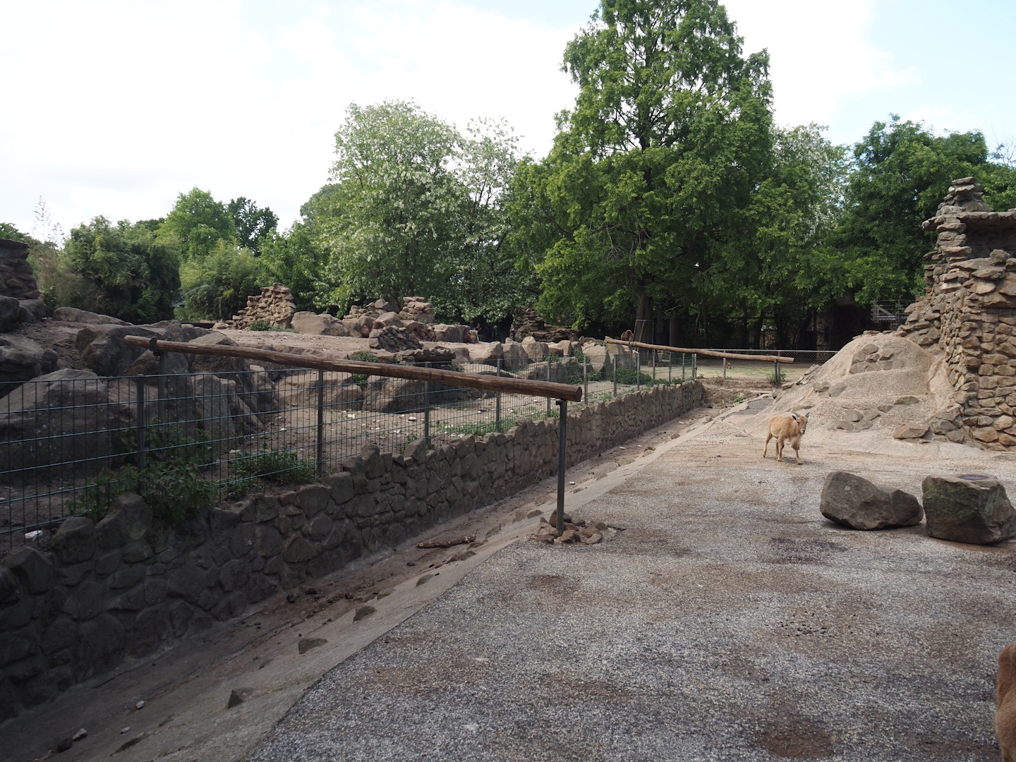 Second Gelada exhibit and Gelada accesses to the Barbary sheep exhibit, 2025-05-22