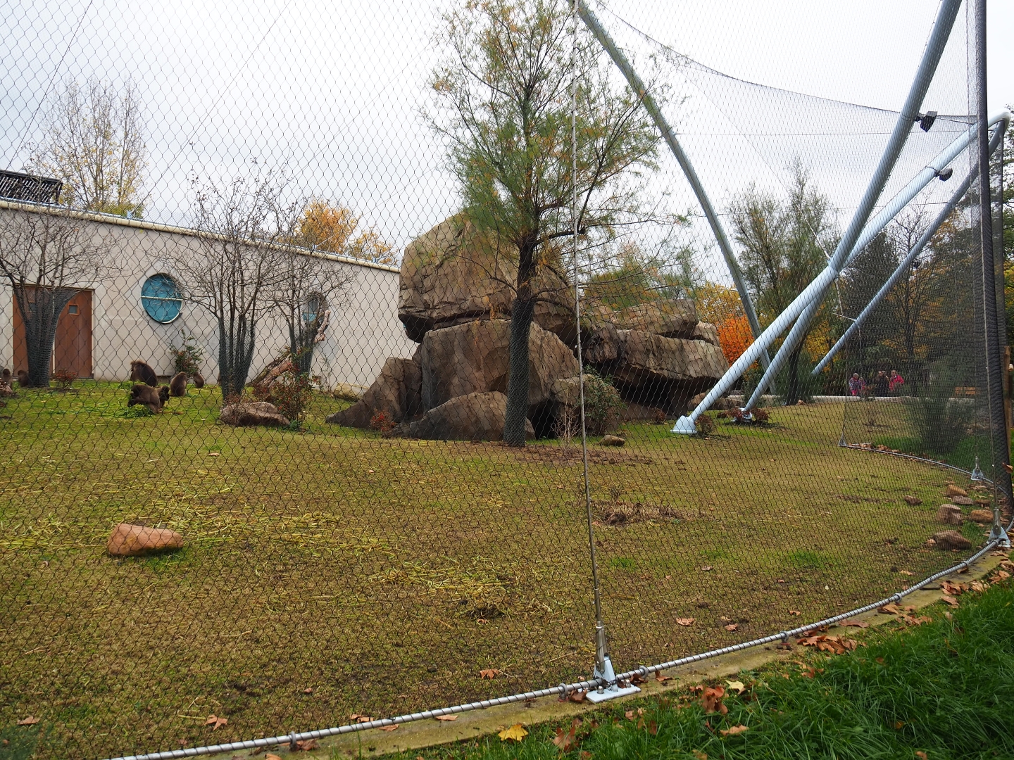 Second gelada exhibit - Family group (Nov 10th, 2018)