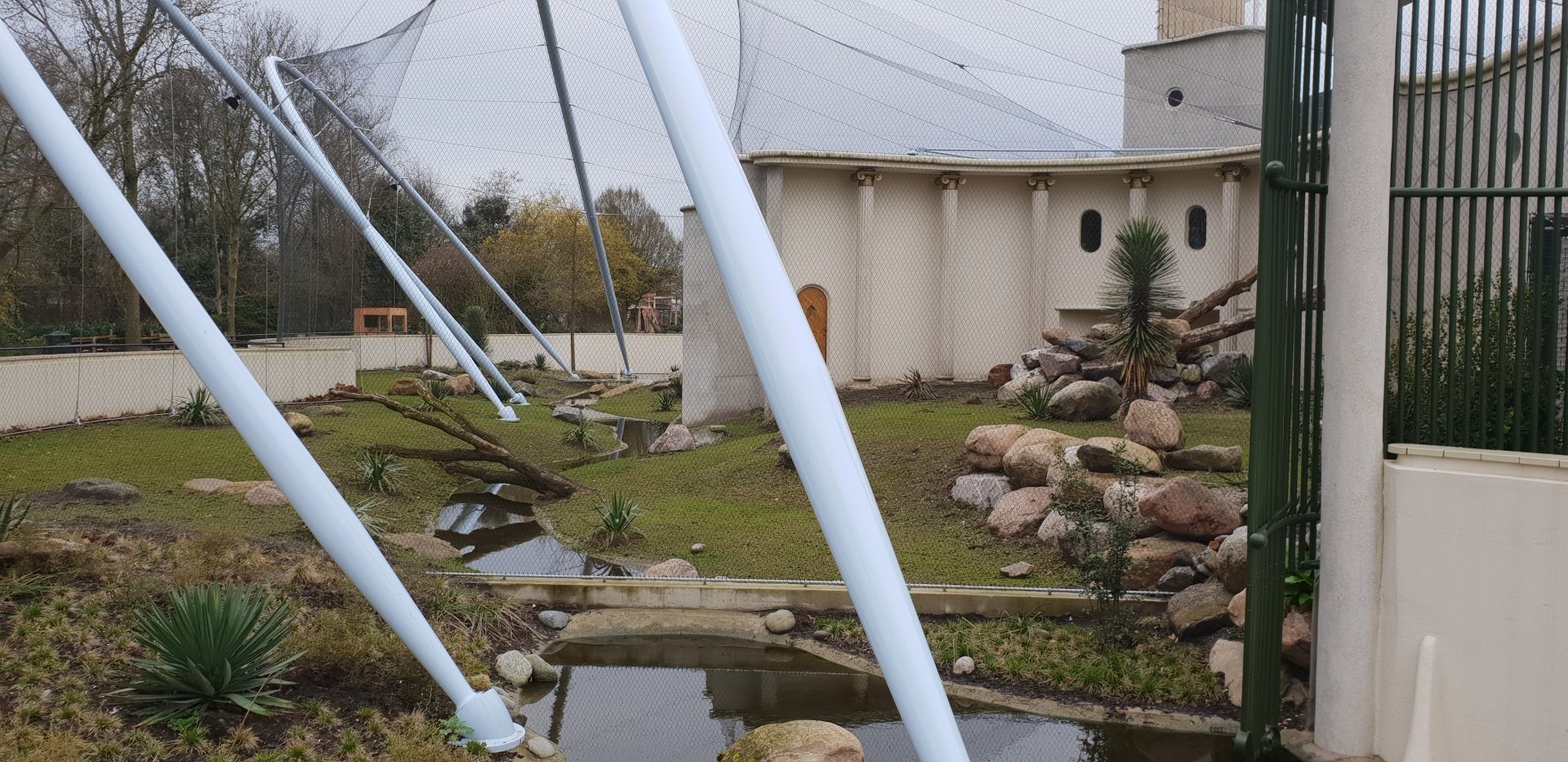 Second Gelada-outdoor enclosure