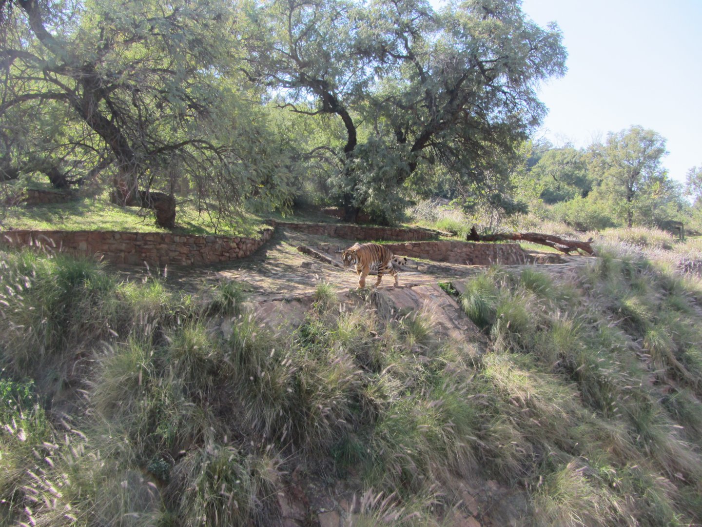 Second Generic Tiger Exhibit