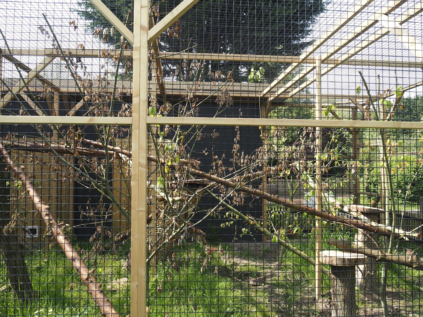 Second Geoffroy's cat exhibit, 2024-05-11