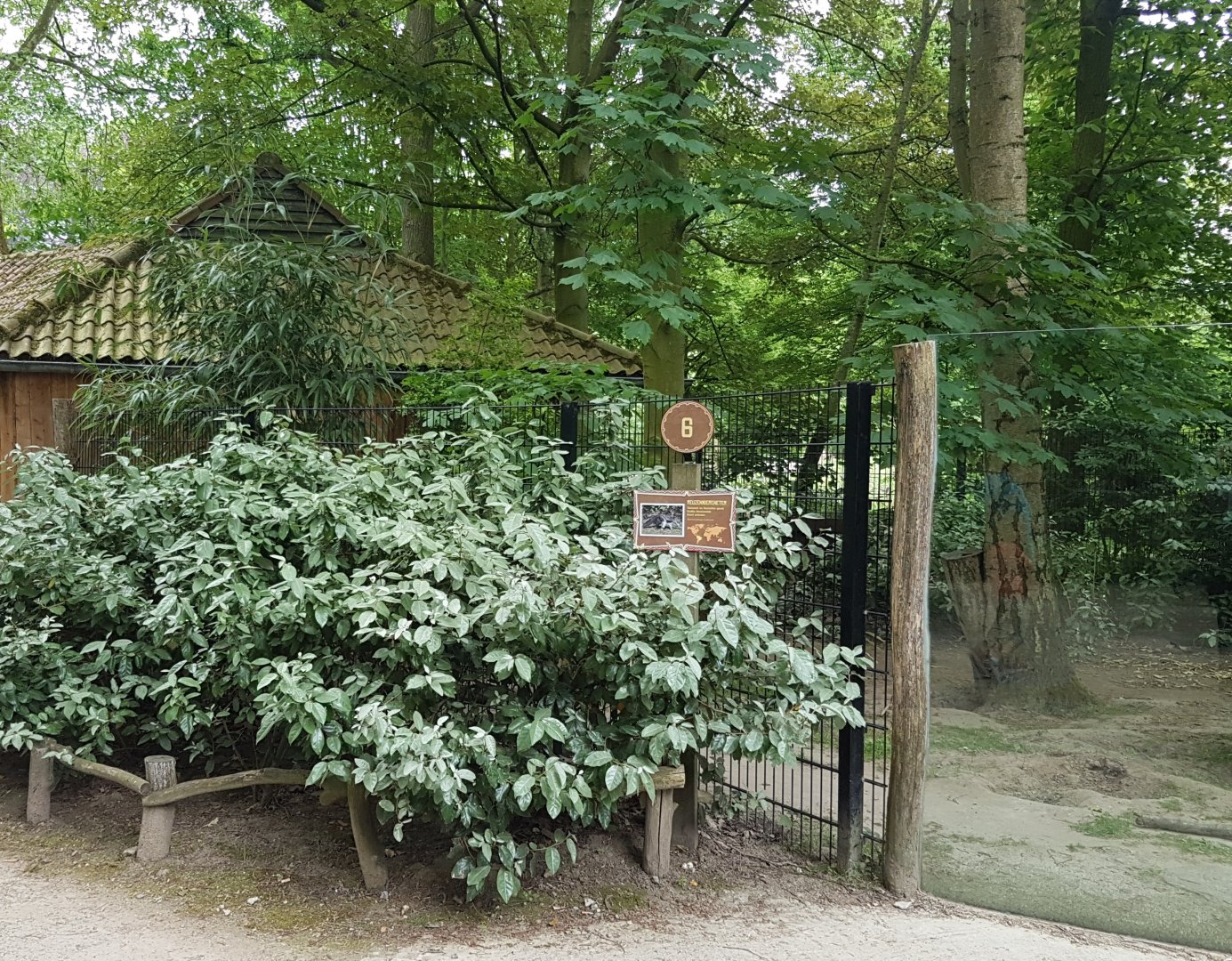 Second Giant anteater enclosure