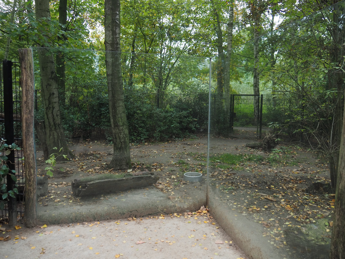 Second giant anteater exhibit, 2020-10-19