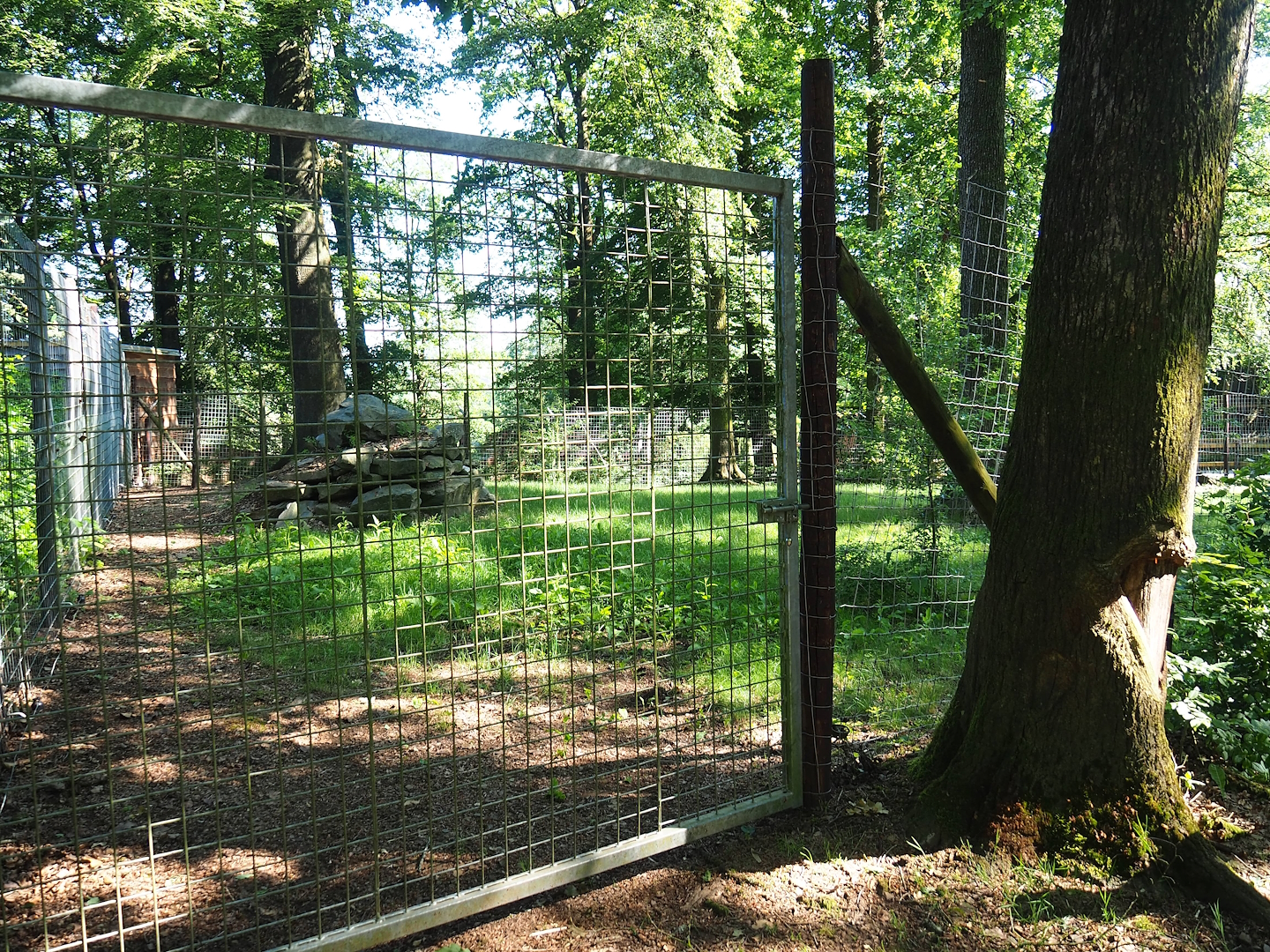 Second giant anteater exhibit, 2023-06-24