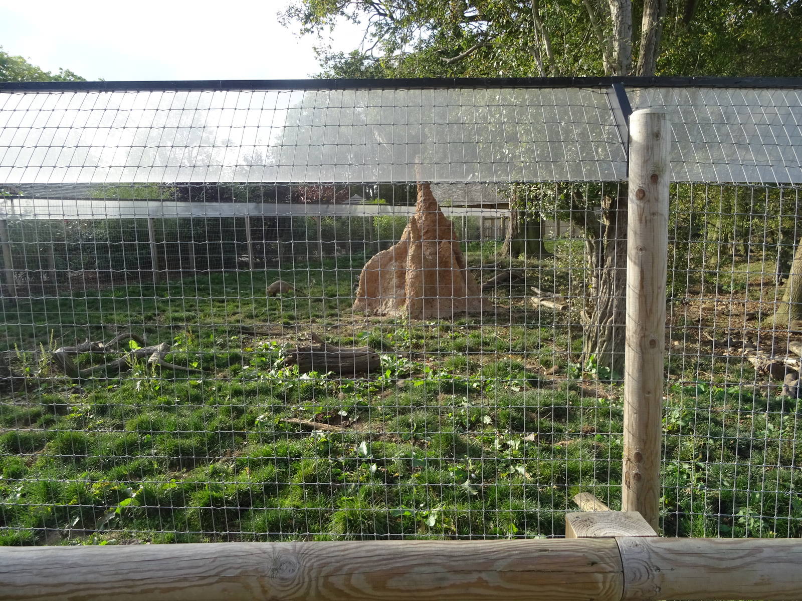 Second Giant Anteater Exhibit at Yorkshire Wildlife Park